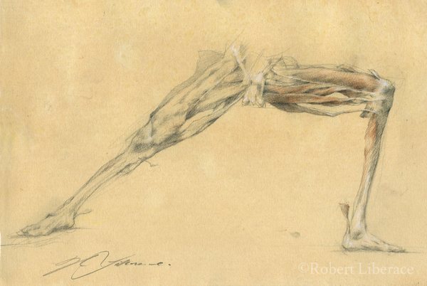 Robert Liberace, ecorche legs, three-color-chalk