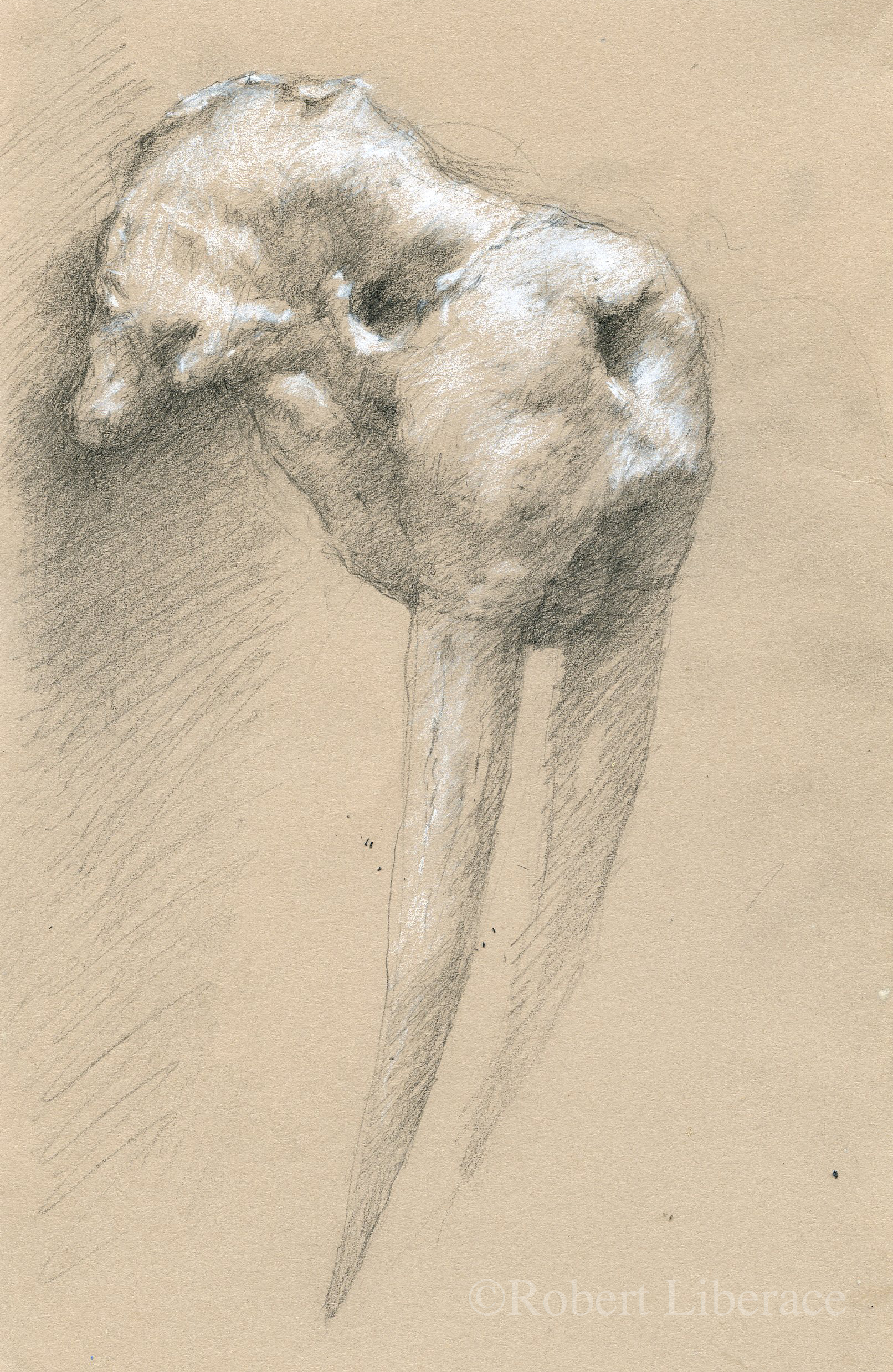 Robert Liberace walrus skull drawing charcoal chalk