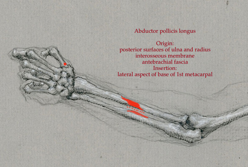 Anatomy Diagrams: Arm and Hand – Robert Liberace